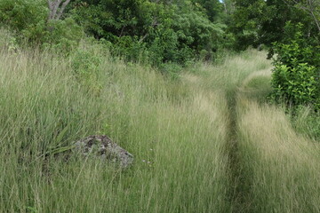 Terre de Bas, Les Saintes, Guadeloupe