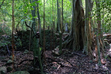 Terre de Bas, Les Saintes, Guadeloupe