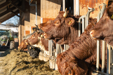 Row of brown cows feeding on hay inside a barn, illuminated by sunlight, with farm equipment visible in the background.