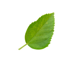 Green leaves on a white background