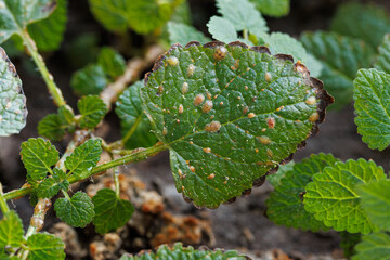Diaspididae insects on mint leaf vessel. Armored scale insects at home plants. Insects sucking plant