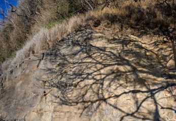 Shadow of a Tree on a Dry and Rocky Cliffside.
