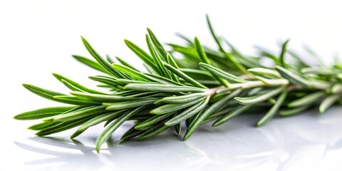 Fototapeta premium Fresh rosemary leaves isolated on white background with soft light effects , isolated object
