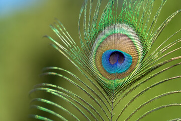Fototapeta premium Peacock feather with numerous bright colors with lots of green seen in close up