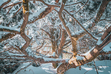 한국의 겨울 덕유산