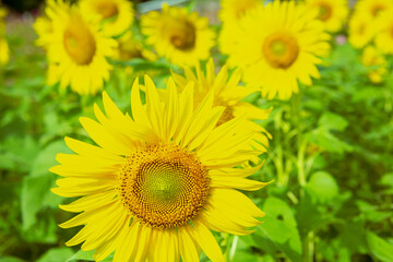 夏のひまわり 
