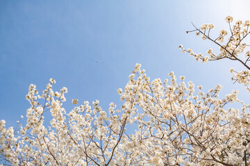 白い花弁の大島桜
