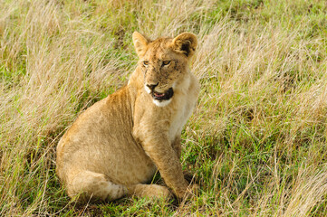 Closeup of a  Lion pride (scientific name: Panthera leo, or 