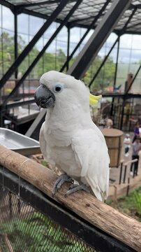the close up look of blue-eyed cockatoo ( Cacatua ophthalmica ) which has a light blue rim of featherless skin around each eye, perching on the wooden railing bar in a large aviary park in Bandung