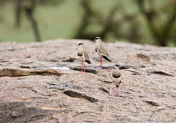 pair of Crowned Plover or Lapwing - Vanellus coronatus