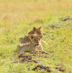 Pair of cubs laying in the grass (scientific name: Panthera leo, or 