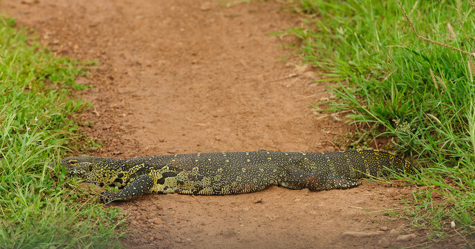 Closeup of Nile Monitor (scientific name: Varanus niloticus or "Buru kenge" in Swaheli) in the Serengeti National park, Tanzania