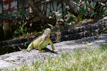 green small lizard enjoys the swamp area in Miami,