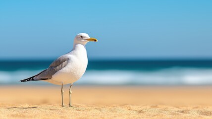 Obraz premium Biodiversity conservation concept. Seagull standing on the beach with the ocean in the background under a clear blue sky.