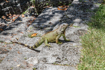 green small lizard enjoys the swamp area in Miami,