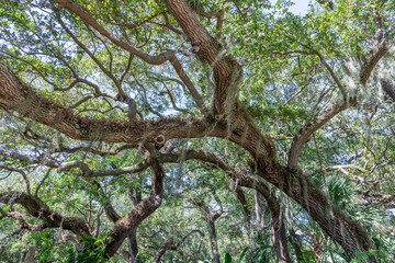 Fototapeta premium widerness in the garden of Vizcaya villa with mangroves and trees in swamp area, Miami