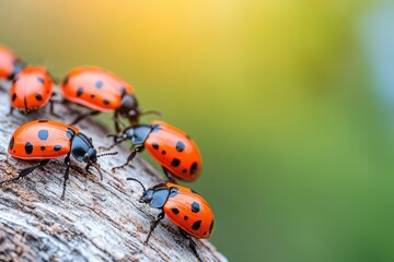 Fototapeta premium Biodiversity conservation concept. Close-up of vibrant ladybugs on a log with a blurred background.