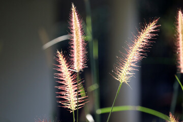 beautiful Cenchrus purpureus flower