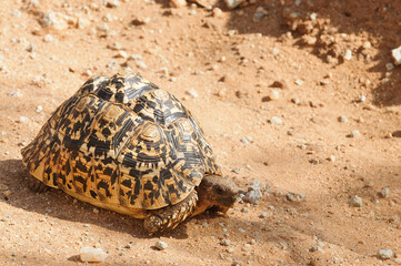 Fototapeta premium Closeup of Leopard tortoise (scientific name: Testudo pardalis, or 