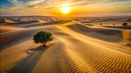 Fototapeta premium A lone tree stands in the golden light of a desert sunset, casting a long shadow across the rippled sand dunes