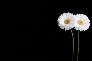 Minimalist arrangement of two white daisy flowers on a black background, space for text
