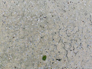 green moss on the ground