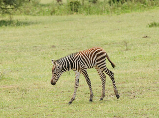 Closeup of Burchell's Zebra or Boehm's zebra (scientific name: Equus burchelli, subspecies Equus burchelli boehmi or 