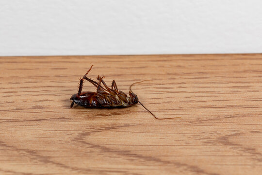 Dead Oriental cockroach on floor. Pest control, bug infestation and food safety concept.