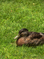 Northbbrook Wetlands Dec 2024