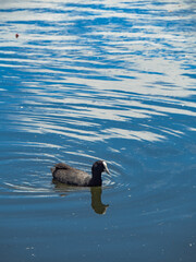 Northbbrook Wetlands Dec 2024