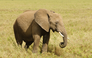 Closeup of African Elephant (scientific name: Loxodonta africana, or 