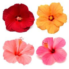Obraz premium Collection head multicolored hibiscus flowers isolated on white background. Tropical plant. Flat lay, top view