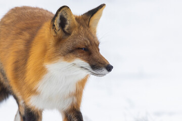 Red fox  in harsh Canadian winter
