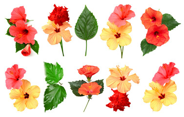 Fototapeta premium Collection of colored hibiscus flowers with leaves isolated on white background. Flat lay, top view