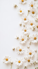 Obraz premium Small white daisies scattered at the bottom of the picture, on a white background. Minimal creative flower shop, party agency, and nature advertisement concept. Copy space, flat lay.