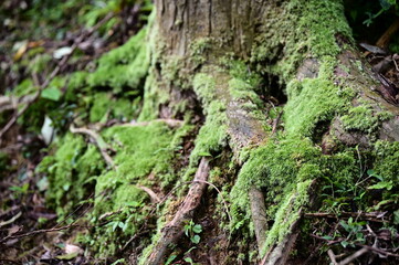 Obraz premium A close-up shot of moss-covered buttress roots along a forest hiking trail. The rich organic matter in the tree bark crevices supports the thriving growth of Thuidium delicatulum moss.