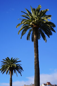 Palm trees against a blue sky backdrop