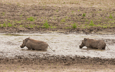 Closeup of Warthog (Phacochoerus aethiopicus) walowing in a mud bath,  in the Tarangire  National park, Tanzania
