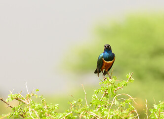 Superb Starling (Lamprotornis superbus) in Tarangire National Park.