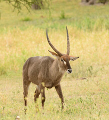 Closeup of Waterbuck (scientific name: Kobus ellipsiprymnus, or "Kuru" in Swaheli) in the Serengeti/Tarangire, Lake Manyara, Ngorogoro National park, Tanzania