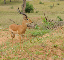 Closeup of Impala (scientific name: Aepyceros melampus, or "Swala pala" in Swaheli) in the Tarangire National park, Tanzania