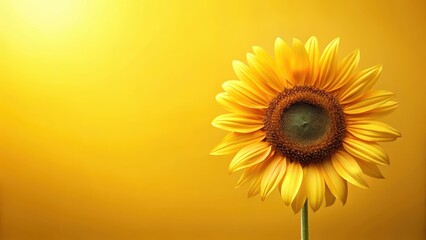 Soft yellow gradient transparent background with a single sunflower, soothing, warm,  soothing, warm, spring,yellow, petals