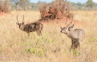 pair of Waterbuck (Kobus ellipsiprymnus) in the Tarangire National park, Tanzania