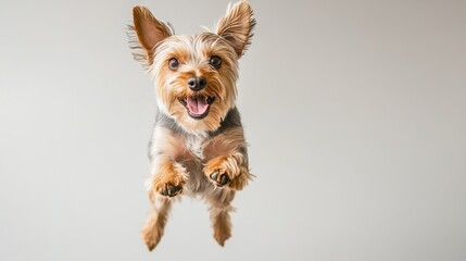 Playful Dog Jumping in the Air with Fur Catching the Light in a Joyful Moment of Canine Energy and Exuberance