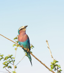 Lilac-breasted roller (coracias caudatus)