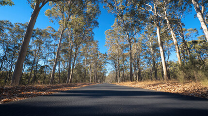 Fototapeta premium serene road through national park, surrounded by towering trees and blue skies. peaceful atmosphere invites exploration and adventure