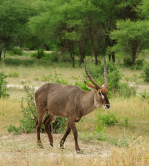 Closeup of Waterbuck (scientific name: Kobus ellipsiprymnus, or "Kuru" in Swaheli) in the Serengeti/Tarangire, Lake Manyara, Ngorogoro National park, Tanzania