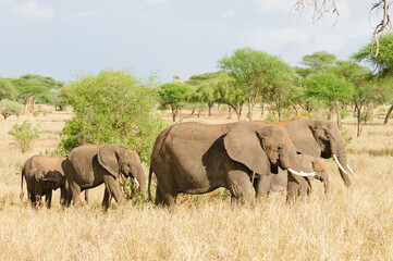 Herd of African Elephant (scientific name: Loxodonta africana, or "Tembo" in Swaheli) on Safari in the Tarangire National park, Tanzania