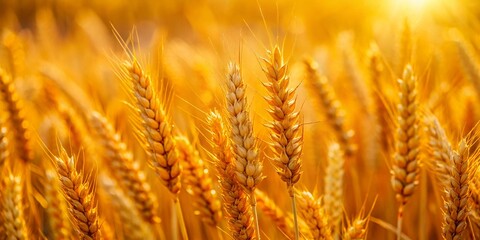Golden Wheat Grain Macro Panoramic Background - Nature Texture Image
