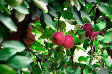 Red apples hanging on a tree